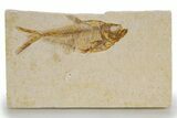 Detailed Fossil Fish (Diplomystus) - Wyoming #318611-1